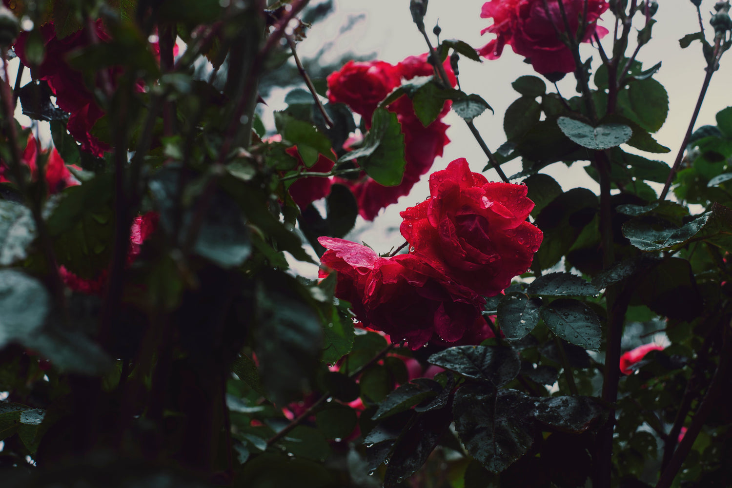 The Flower Gallery